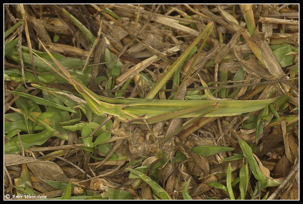 Orthoptera   d''Israele  - Acridinae for ID